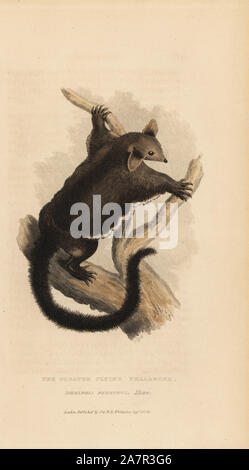Yellow-bellied glider, Petaurus australis (Greater flying phalanger, Didelphis petaurus). Handcoloured copperplate engraving by Griffith, Harriet or Edward, from Edward Griffith's The Animal Kingdom by the Baron Cuvier, London, Whittaker, 1824. Stock Photo
