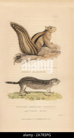 Indian palm squirrel, Funambulus palmarum, and thirteen-lined ground squirrel, Ictidomys tridecemlineatus (Palm squirrel, Sciurus palmarum and striped American marmot, Arctomys hodii.) Handcoloured copperplate engraving by Griffith, Harriet or Edward, from Edward Griffith's The Animal Kingdom by the Baron Cuvier, London, Whittaker, 1827. Stock Photo