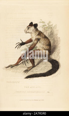 Aye-aye, Daubentonia madagascariensis (Cheiromys madagascariensis). Illustration by Charles Hamilton Smith. Handcoloured copperplate engraving by Thomas Landseer from Edward Griffith's The Animal Kingdom by the Baron Cuvier, London, Whittaker, 1825. Stock Photo