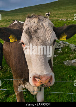 A close up of an Ayrshire breed dairy cow in a field in Shetland, Scotland, UK Stock Photo