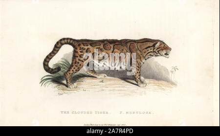 Clouded leopard, Neofelis nebulosa. Vulnerable. (Clouded tiger, Felis nebulosa.) Handcoloured copperplate engraving by Griffith, Harriet or Edward, from Edward Griffith's The Animal Kingdom by the Baron Cuvier, London, Whittaker, 1824. Stock Photo