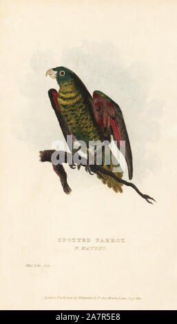 Scaly-breasted lorikeet, Trichoglossus chlorolepidotus (Spotted parrot, Psittacus matoni). Handcoloured engraving of a specimen in the Linnean Society Museum from Edward Griffith's The Animal Kingdom by the Baron Cuvier, London, Whittaker, 1829. Stock Photo