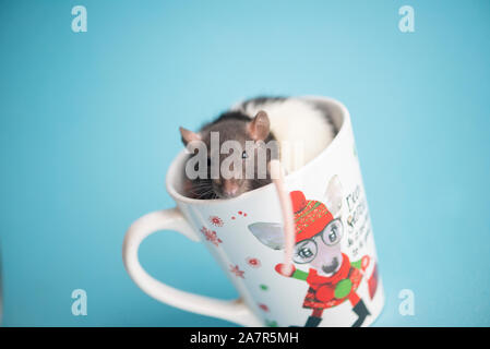 Cute domestic rat sitting in christmas cup isolated on blue background.Concept of New Year 2020. Stock Photo