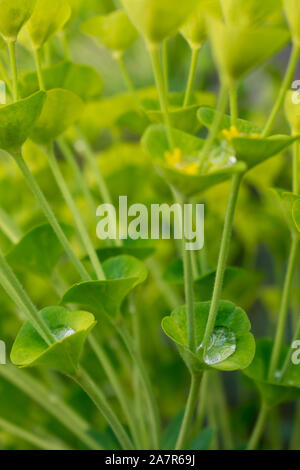 Euphorbia Plant After Spring Rain Stock Photo
