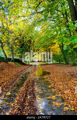 Autumn scene with wet road with puddles and a carpet of leaves Stock Photo