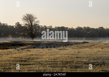 Foggy trees in the lueneburger heide in the morning Stock Photo