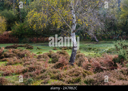 New Forest, Silver Birch Tree in patch of Heather, Hampshire, England, UK Stock Photo