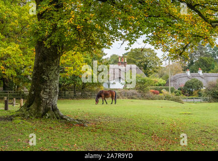 New Forest, Swan Green with Pony and typical thatched cottages, Hampshire, England, UK. Stock Photo