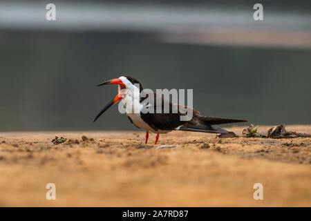 A Black Skimmer (Rynchops niger) from the Pantanal, Brazil Stock Photo