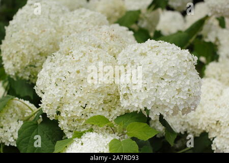 Hydrangea arborescens Annabelle displaying distinctive large blooms in August. UK Stock Photo