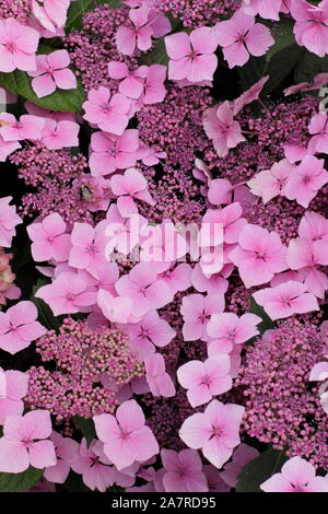Hydrangea. Hydrangeas. Hydrangea macrophylla 'Louis Savage' displaying characteristic pink mopheads in summer Stock Photo