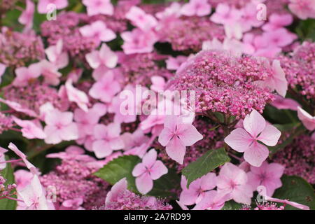 Hydrangea. Hydrangeas. Hydrangea macrophylla 'Louis Savage' displaying characteristic pink mopheads in summer Stock Photo