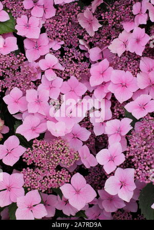 Hydrangea. Hydrangeas. Hydrangea macrophylla 'Louis Savage' displaying characteristic pink mopheads in summer Stock Photo