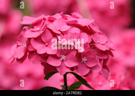 Hydrangea macrophylla 'Ami Pasquier' displaying distinctive  mopheads in dark pink in an August garden. UK Stock Photo