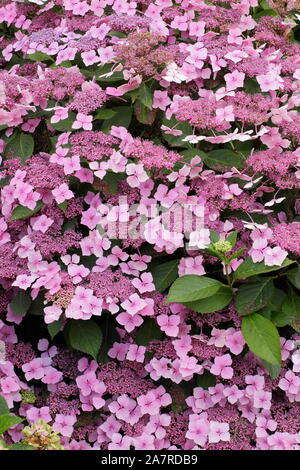 Hydrangea. Hydrangeas. Hydrangea macrophylla 'Louis Savage' displaying characteristic pink mopheads in summer Stock Photo