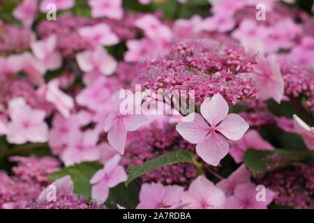 Hydrangea. Hydrangeas. Hydrangea macrophylla 'Louis Savage' displaying characteristic pink mopheads in summer Stock Photo