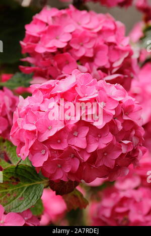 Hydrangea macrophylla 'Ami Pasquier' displaying distinctive  mopheads in dark pink in an August garden. UK Stock Photo