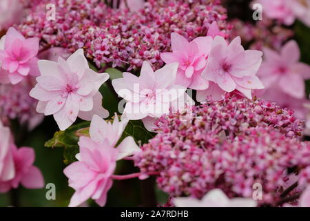 Bigleaf Hydrangea (Hydrangea macrophylla 'Shamrock') lacecaps flowering in August. UK Stock Photo