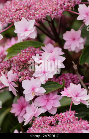 Bigleaf Hydrangea (Hydrangea macrophylla 'Shamrock') lacecaps flowering in August. UK Stock Photo