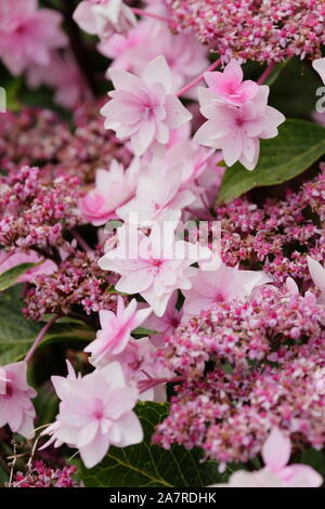 Bigleaf Hydrangea (Hydrangea macrophylla 'Shamrock') lacecaps flowering in August. UK Stock Photo