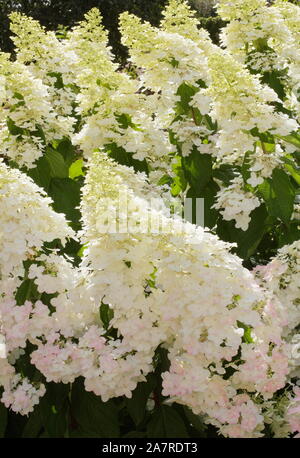 Hydrangea paniculata 'Limelight' in an English garden in August. UK Stock Photo
