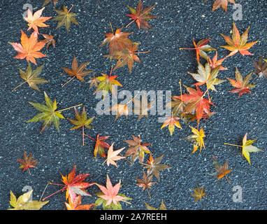 fallen leaves on the sidewalk in the fall Stock Photo