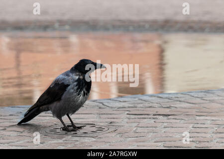 Crow on a sewer hatch on a cobblestone pavement near a puddle Stock Photo