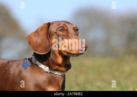 Senior Miniature Black And Tan Dapple Dachshund In Grassy Field