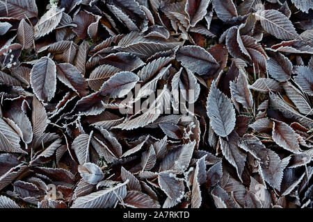 Brown fallen elm leaves on the ground in a cold winter morning Stock Photo
