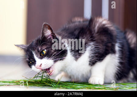 domestic cat eating grass - indoor scene Stock Photo