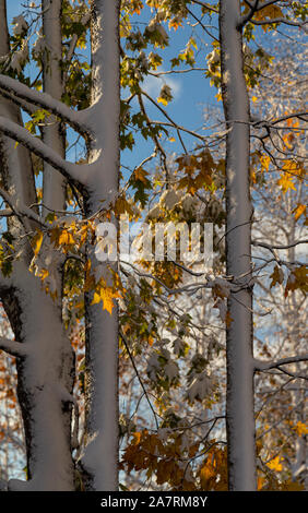 Maple tree trunks covered in snow. gold leaves still on the branches, in an unexpected autumn snowfall, contrasted against a pale blue sky. Stock Photo