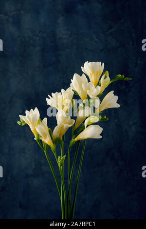 Freesia blooming twigs bouquet on dark blue art background Stock Photo