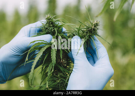 Scientist hands in gloves at hemp field checking cannabis marijuana plants and flower buds Stock Photo