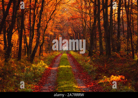 Autumn forest at morning with rays of warm sun light shine through branches on gold fall leaves. Stock Photo