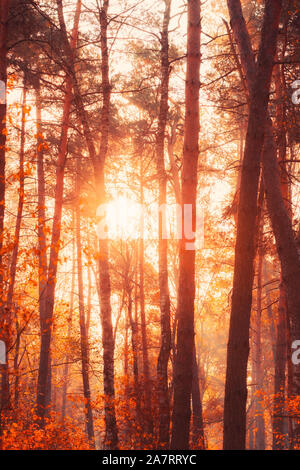 Autumn forest at misty warm fall morning with sun rays shining through branches and trees Stock Photo