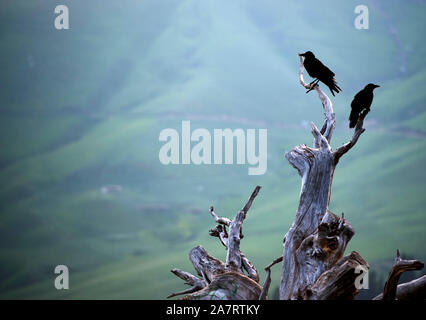 Clustered crows flutter above the grassland, seeking for food in Ili Kazakh Autonomous Prefecture, Xinjiang Uygur Autonomous Region, 27 July 2019.  Th Stock Photo