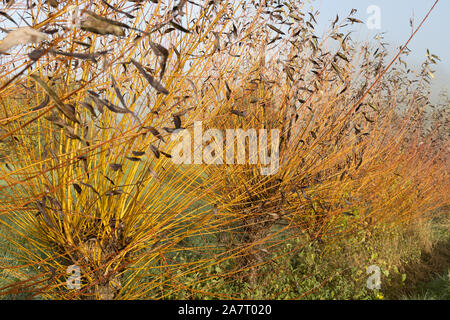 common osier or basket willow trees (salix  salix viminalis) ready to be cuttet Stock Photo