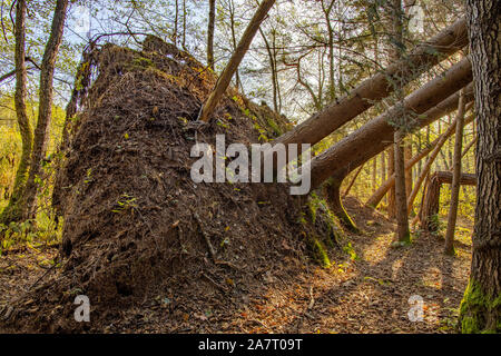 overturned tree trunks after a storm in the Attemsmoor in Leibnitz Stock Photo