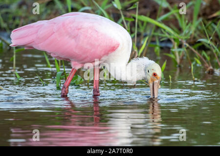 Roseate spoonbill searching for food Stock Photo