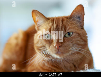 Lovely orange tabby cat with beautiful green eyes. Stock Photo