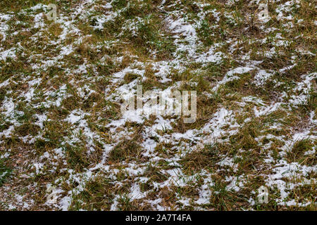 first snow laying over green grass and autumnal leaves in perspective view. Stock Photo