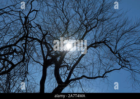 Willow, Weser Uplands, Weserbergland, Hesse, Germany Stock Photo