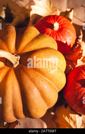 Banner of Thanksgiving pumpkins on autumn dry foliage. Stock photo of a solar pumpkin - Harvest / Thanksgiving Concept. Stock Photo