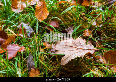 Autumn leaves on woodland floor, Peak District Stock Photo