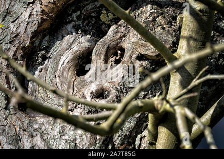 Tree face, looks like an animal, Primeval forest Urwald Sababurg, Hofgeismar, Weser Uplands, Weserbergland, Hesse, Germany Stock Photo