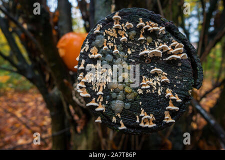 small bracket fungus (probably Crimped Gill, Plicatura crispa), alongside crystal brain or a washed out yellow brain fungus. There’s a pumpkin in the Stock Photo