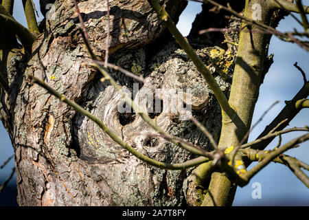 Tree face, looks like an animal, Primeval forest Urwald Sababurg, Hofgeismar, Weser Uplands, Weserbergland, Hesse, Germany Stock Photo