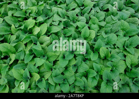 green plant leaves background Stock Photo