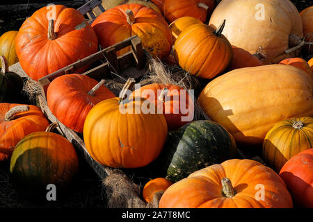 orange pumpkins in wooden containers in allotment garden, kent, england Stock Photo