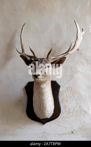 stags head mounted on wooden shield on rustic painted wall, kent, england Stock Photo